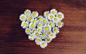 Daisy Love Meanings