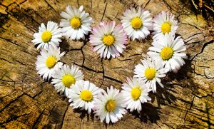 Daisy Love Meanings