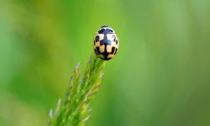 Lucky Bugs Symbols of Good Fortune