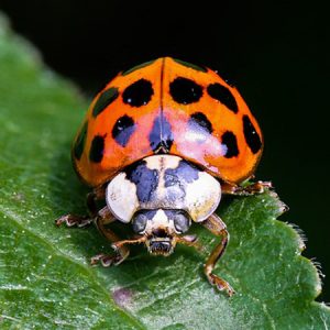 Lucky Bugs Symbols of Good Fortune