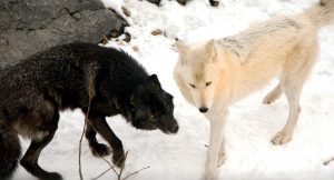 Tale of Two Wolves Meaning