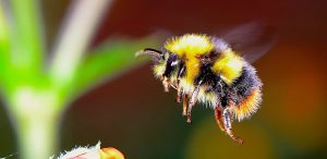 Bee Meaning and Love Lessons