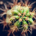 Cactus Meaning and Messages