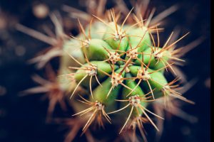 Cactus Meaning and Messages