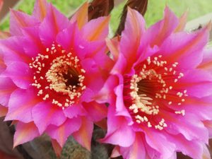 Cactus Meaning and Messages