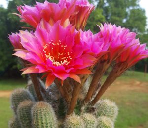 Cactus Meaning and Messages