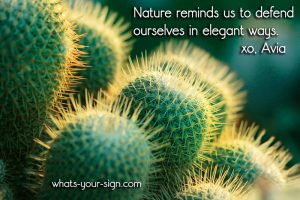 Cactus Meaning and Messages