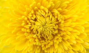 Symbolic Chrysanthemum Meaning