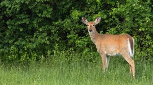 Deer Meanings and Love Lessons