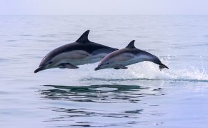 Dolphin Guides and Dolphin Connections