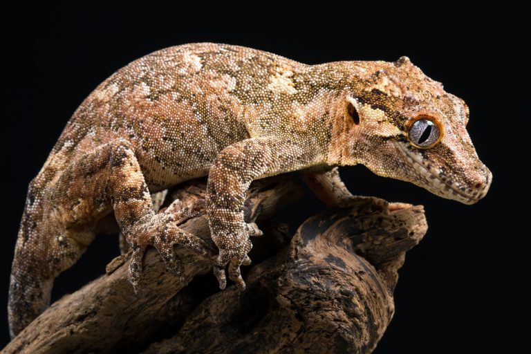 Facts About Gargoyle Geckos - Whats-Your-Sign.com