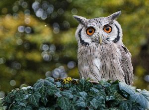 Owl Meanings and Learning