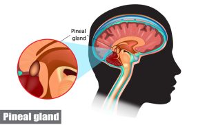 Pineal Gland Meaning and Inflluence