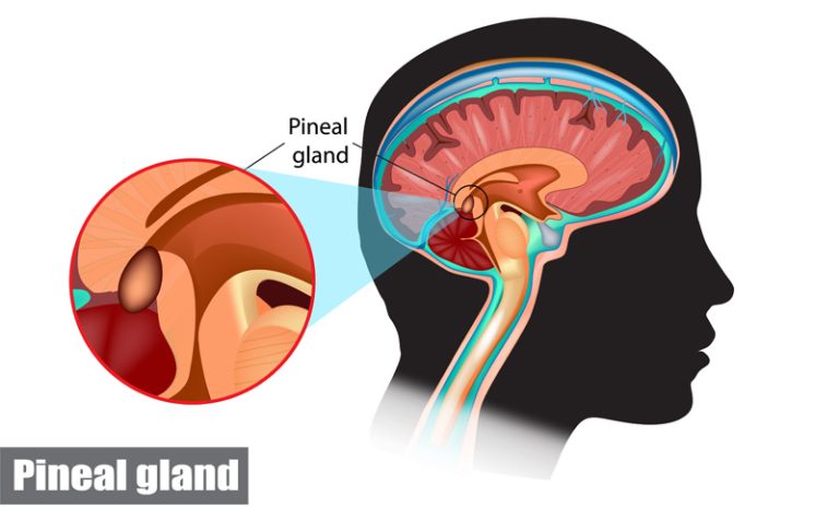 pinecone-meaning-pineal-glands-oh-my-whats-your-sign