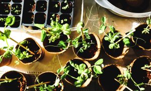 Growing a Garden to Boost Mental Health