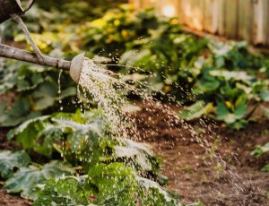 Growing a Garden to Boost Mental Health