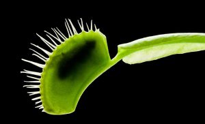 Meaning of Carnivorous Plants