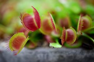 Meaning of Carnivorous Plants