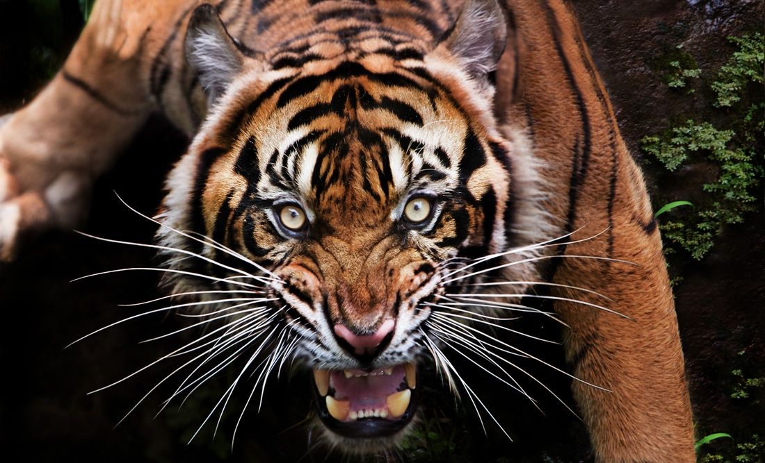 Tantalizing Tiger Animal Guide Meanings Whats Your Sign