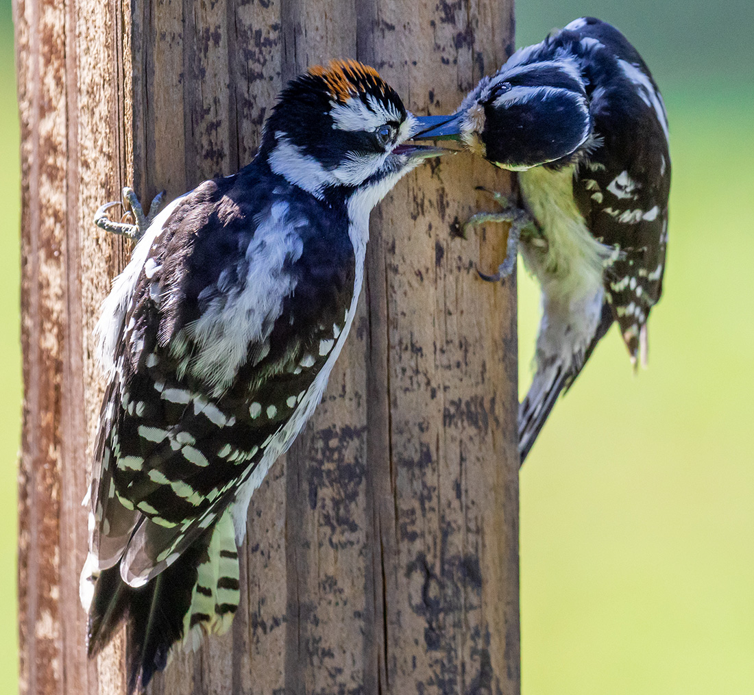 Symbolic Meaning of the Woodpecker on WhatsYourSign