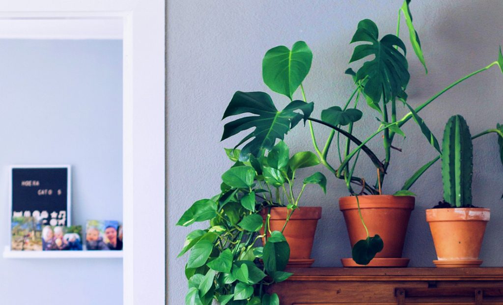 7 Plants That Improve Positive Energy in the Home - Whats-Your-Sign.com