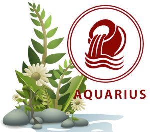 Best Houseplants According to Your Astrology Sign - Aquarius