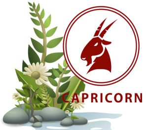 Best Houseplants According to Your Astrology Sign - Capricorn