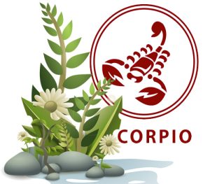 Best Houseplants According to Your Astrology Sign - Scorpio