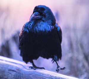 Raven in Native American Myth and Haida Culture