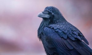 Raven in Native American Myth and Haida Culture