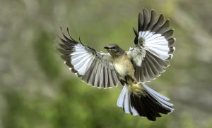 Symbolic Meaning of Mockingbirds