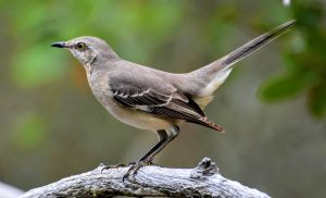 Meaning of Mockingbirds