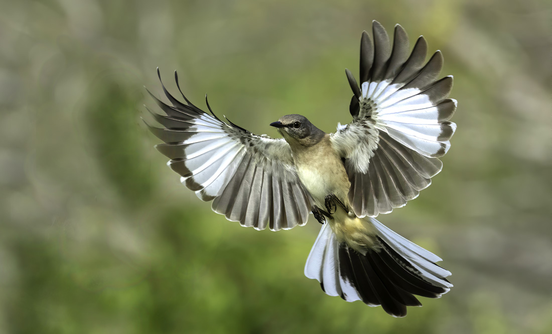 Spiritual And Symbolic Meaning Of Mockingbirds Whats Your Sign