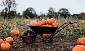 Symbolic Meaning of Pumpkins