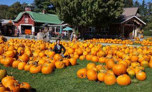 Symbolic Meaning of Pumpkins Avia in Pumpkin Patch