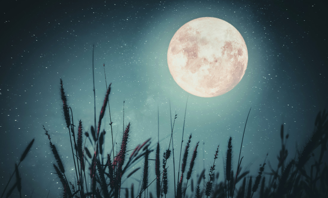 Tips for Planting by the Moon