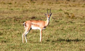 Antelope Symbolism and Antelope Spirit Animal Meaning