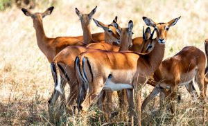 Antelope Symbolism and Antelope Spirit Animal Meaning