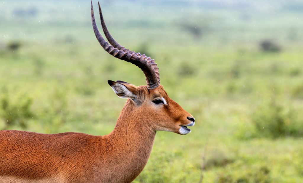 antelope-animal-wildlife