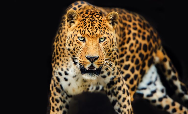 leopard-symbolism-and-spiritual-meaning-of-leopard-whats-your-sign