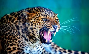 Leopard Symbolism Spiritual Meaning of Leopard