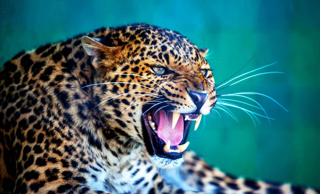 leopard-symbolism-and-spiritual-meaning-of-leopard-whats-your-sign