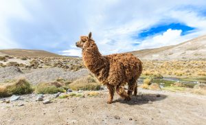 Llama Symbolism and Llama Spiritual Meaning