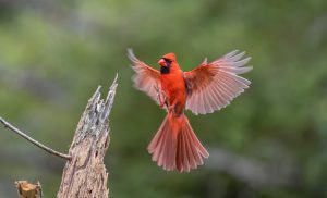 National Bird Day. Image by Dave Crotty