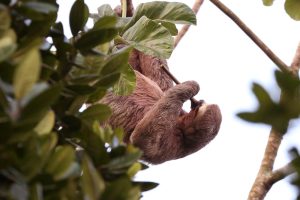 Sloth Symbolism and Sloth Spirit Animal Meaning