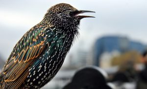 Starling Symbolism and Meaning