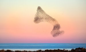 Starling Symbolism and Meaning - Starlings in Murmation