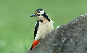 Lucky Birds and Birds That Represent Good Luck