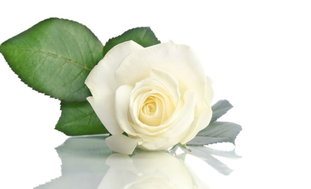 happy valentines day white roses