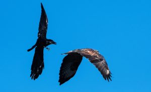 Native American Hawk and Crow Meaning and Stories